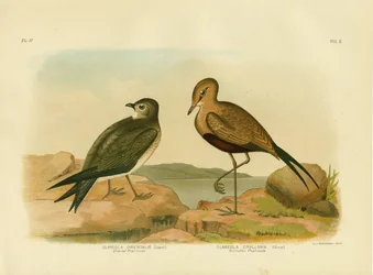 Oriental Pratincole Or Small Pratincole